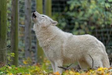 Naklejka premium white wolf in the forest