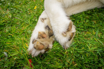 An Adult Male Pure Bred Siberian Husky dog showing the medical condition Hyperkeratosis