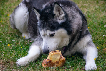 An Adult Male Pure Bred Black and White Siberian Husky called Neo