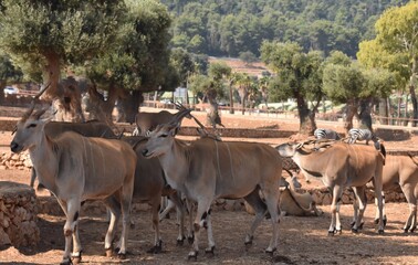 Animals in their daily lives