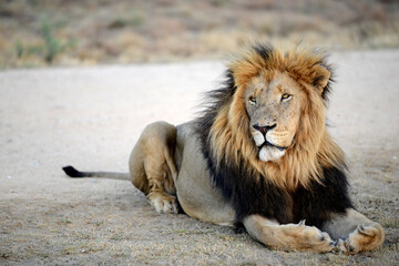 Male lion in road