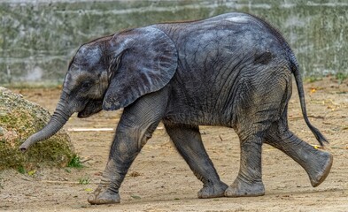 Fototapeta premium Baby Elephant 