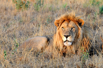 Male lion
