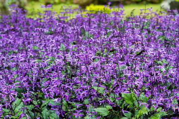 Obraz premium Many of small purple and white flowers blooming in flower garden