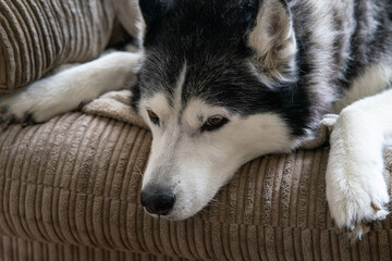 An Adult Male Pure Bred Black and White Siberian Husky called Neo