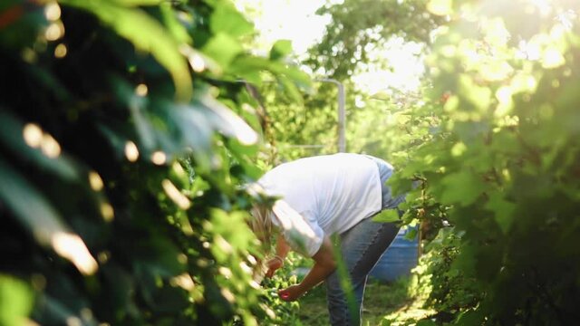A girl stands on a path in the garden and picks berries. Beautiful evening light. Pleasant atmosphere