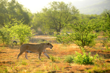 Lioness walking