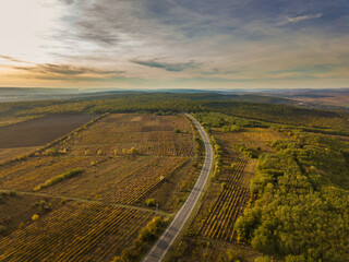 Aerial view over autumnal vineyards. Real, highangle. Highway