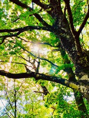 sun shining through trees
