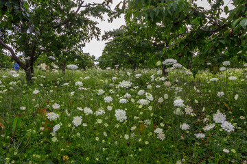 Queen Anne's Lace in an Orchard