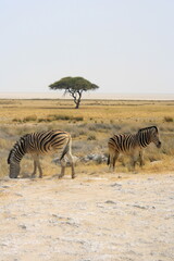 Fototapeta na wymiar zebras in der savanne