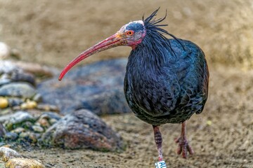 Hermit Ibis