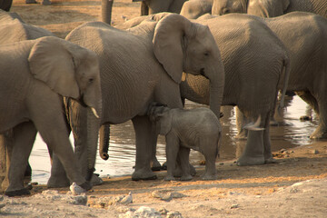 drinking elephant baby
