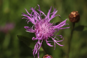purple knapweed flower