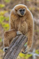 Obraz premium Gibbon sitting on branch