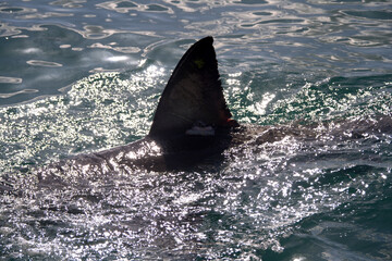 Fin of a white shark
