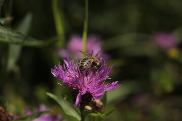 bee on a  knapweed wildflower