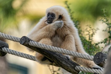 young gibbon