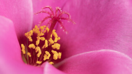 Close up pink flower with soft focus. Macro blossom.