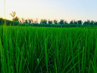 green wheat field