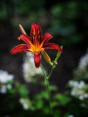 red and yellow flower