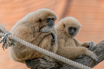 Gibbon marriage status