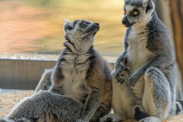 ring tailed lemur sitting on the ground