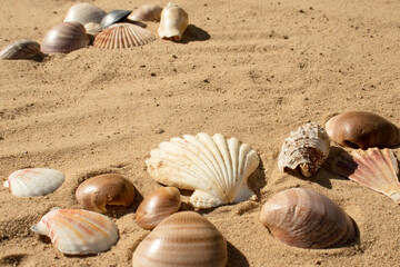 Seashells on sand. Sea summer vacation background with space for the text
