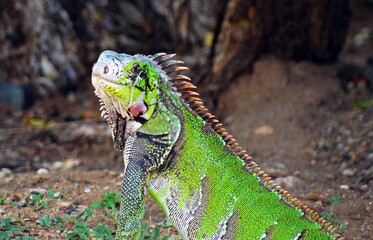 Leguan auf der Insel Isla de Margarita, Venezuela