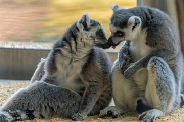 ring tailed lemur catta kissing