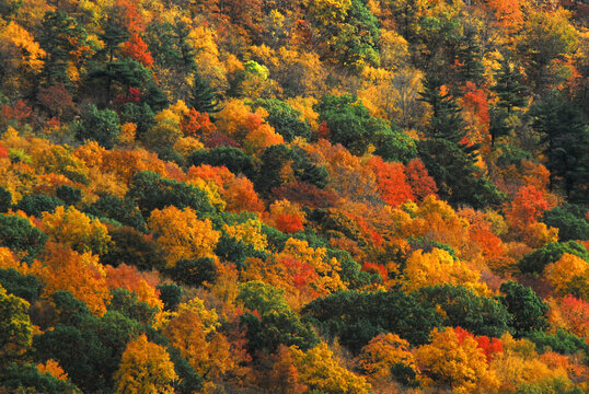 AUTUMN-FALL- A Connecticut Hillside Filled With Fall Color