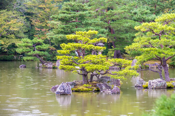 Little tree in a lake in Japan