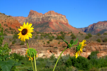 flowers in the dessert