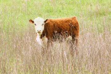 young hereford