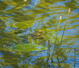 Group of marsh frogs in the green pond's water among water horsetail twigs and yellow water-lily's leaves during mating season in springtime