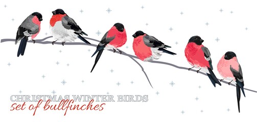 Set of Bullfinches - Christmas winter birds Vector illustration for New Year's greeting cards, invitations. 
