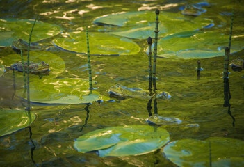 Group of marsh frogs in the green pond's water among water horsetail twigs and yellow water-lily's leaves during mating season in springtime
