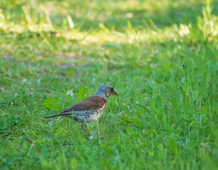 Closeup of the fieldfare  eating insects in the garden in evening sunlight 