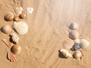 Seashells on sand. Sea summer vacation background with space for the text.