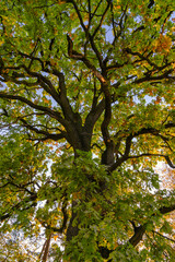 Tall Green Tree in autumn. Oack tree in autumntime