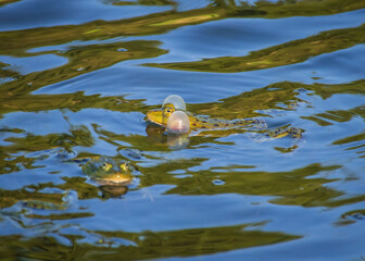 Pair of marsh frogs in the pond's water  during mating season in springtime