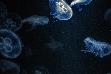 jellyfish in the sea