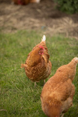 happy free range chicken