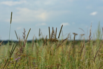 field grasses in the wind