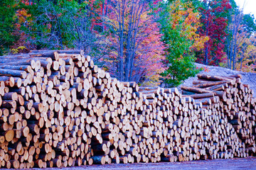 Harvested Log Pile With Autumn Background