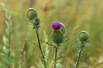 thistle in bloom
