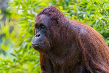 Portrait Of A OrangUtan