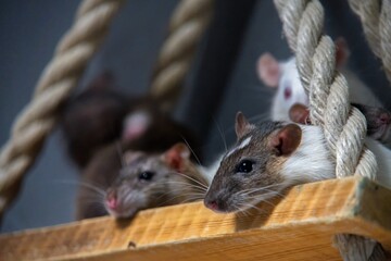 Rats on a board