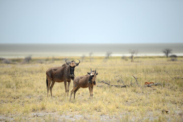 Wildebeest Etosha 