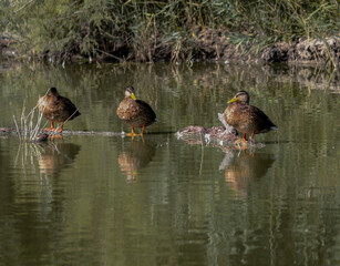 Histoire de 3 canards